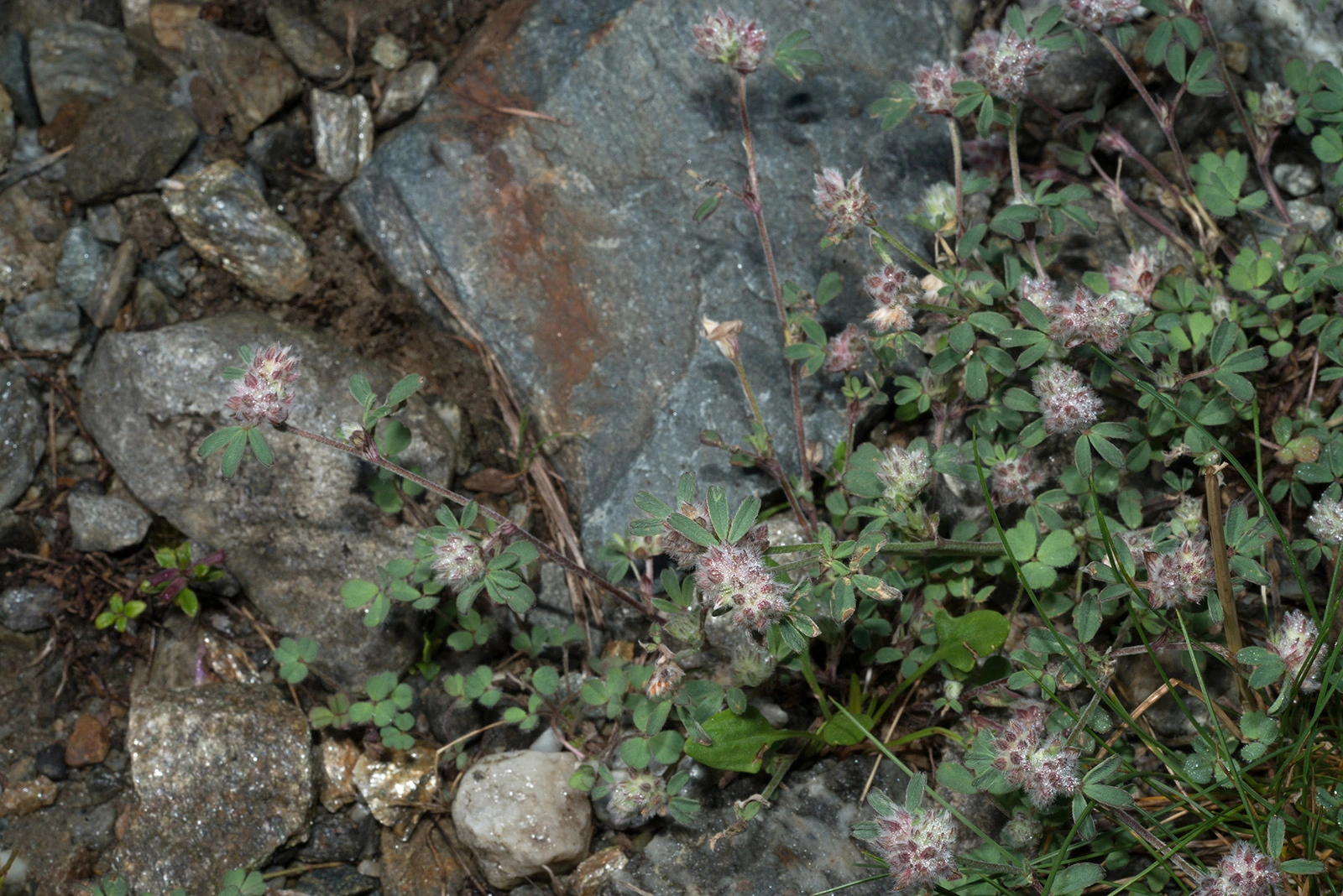 Photo Maurizio Broglio - Trifolium saxatile